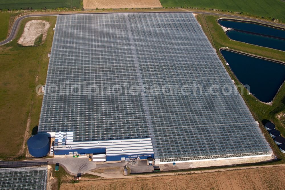 Birchington from above - Glass roof surfaces in the greenhouse for vegetable growing ranks of von Thanet Earth in England, United Kingdom