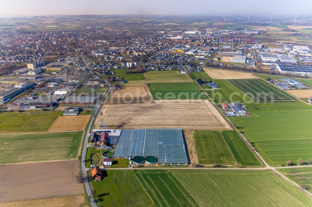 Werl from the bird's eye view: Glass roof surfaces in the greenhouse for vegetable growing ranks Tomaten Stemann on street Bergstrasser Weg in Werl at Ruhrgebiet in the state North Rhine-Westphalia, Germany