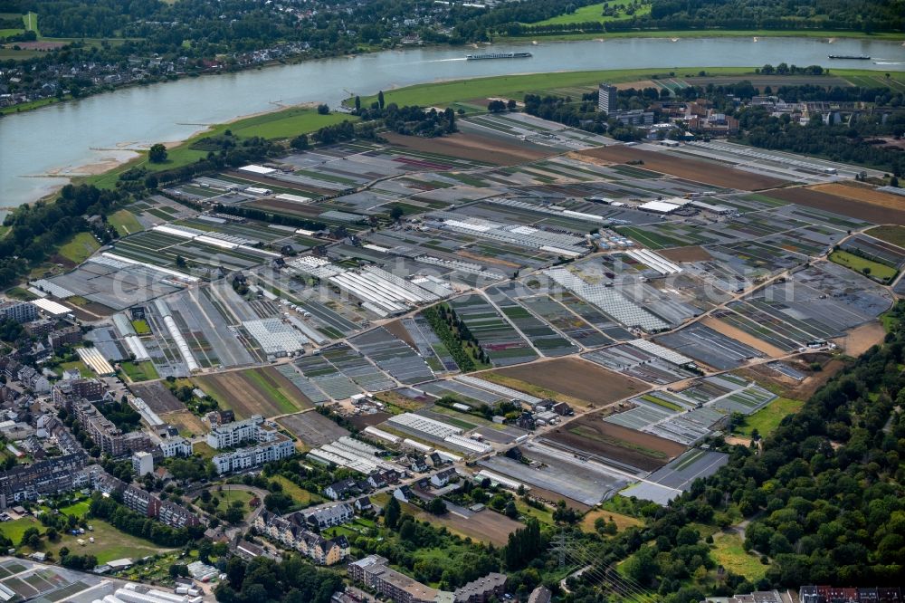 Düsseldorf from above - Rows of greenhouses for growing plants in the district Volmerswerth in Duesseldorf in the state North Rhine-Westphalia, Germany