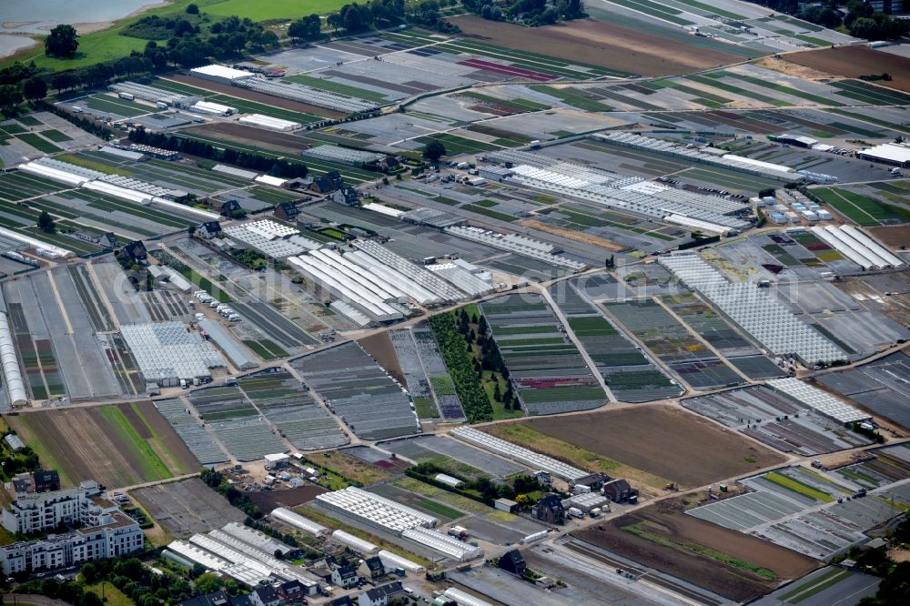 Düsseldorf from the bird's eye view: Rows of greenhouses for growing plants in the district Volmerswerth in Duesseldorf in the state North Rhine-Westphalia, Germany