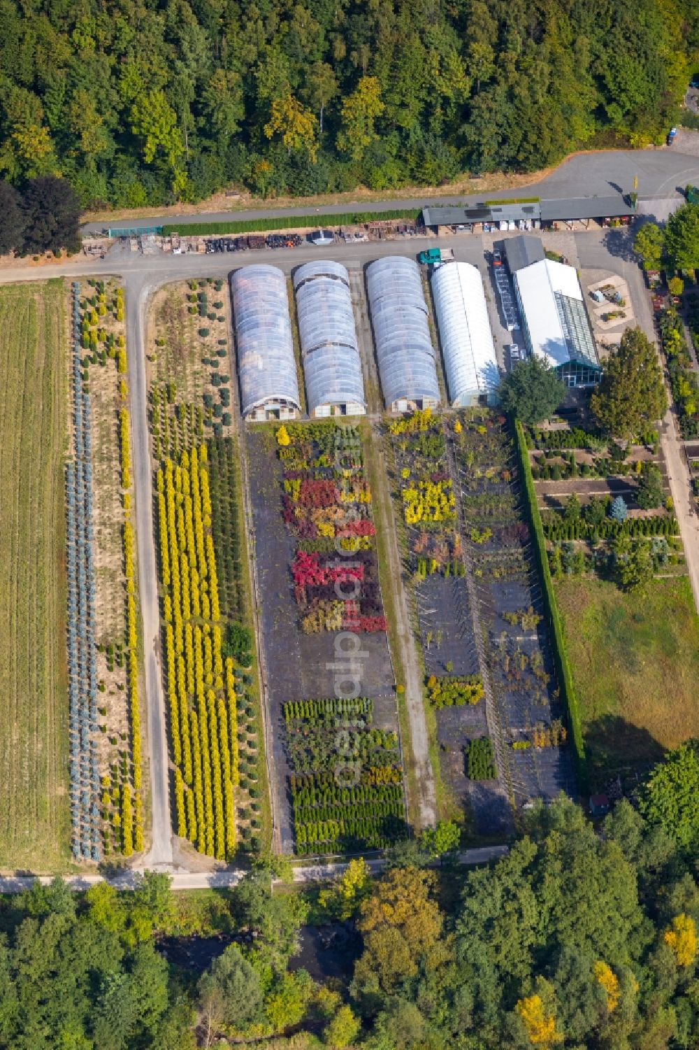 Olsberg from the bird's eye view: Greenhouses, colourful flower beds in the nursery and tree nursery of the Arnold Gockel plant market in Olsberg in North Rhine-Westphalia, Germany