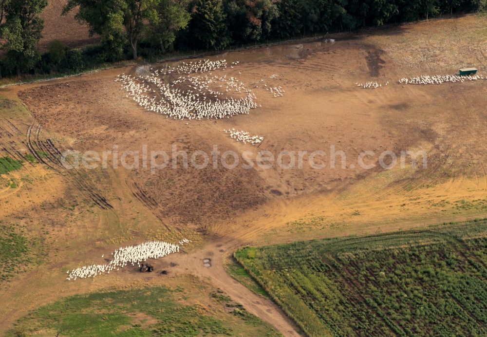 Aerial photograph Kleinrettbach - Geese on a goose farm in Kleinrettbach in Thuringia