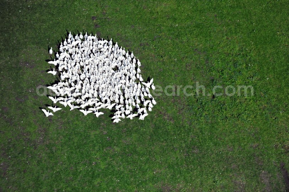 Aerial photograph Am Großen Bruch OT Neuwegersleb - View of geese group in the district Neuwegersleben of the town Am Großen Bruch in Saxony-Anhalt
