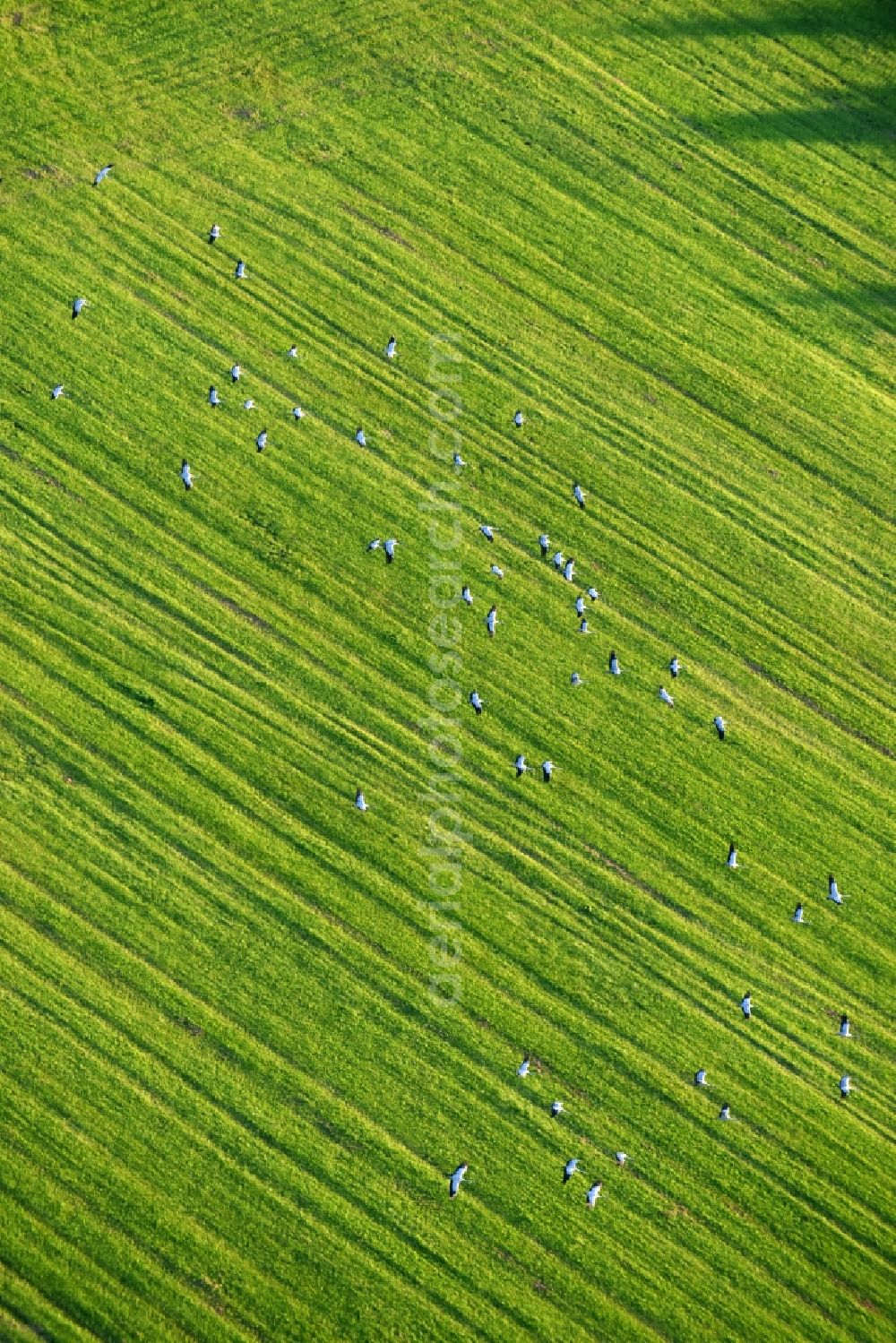 Aerial photograph Golzow - Structures of a field landscape with gray heron bird swarms in Golzow in the state Brandenburg, Germany