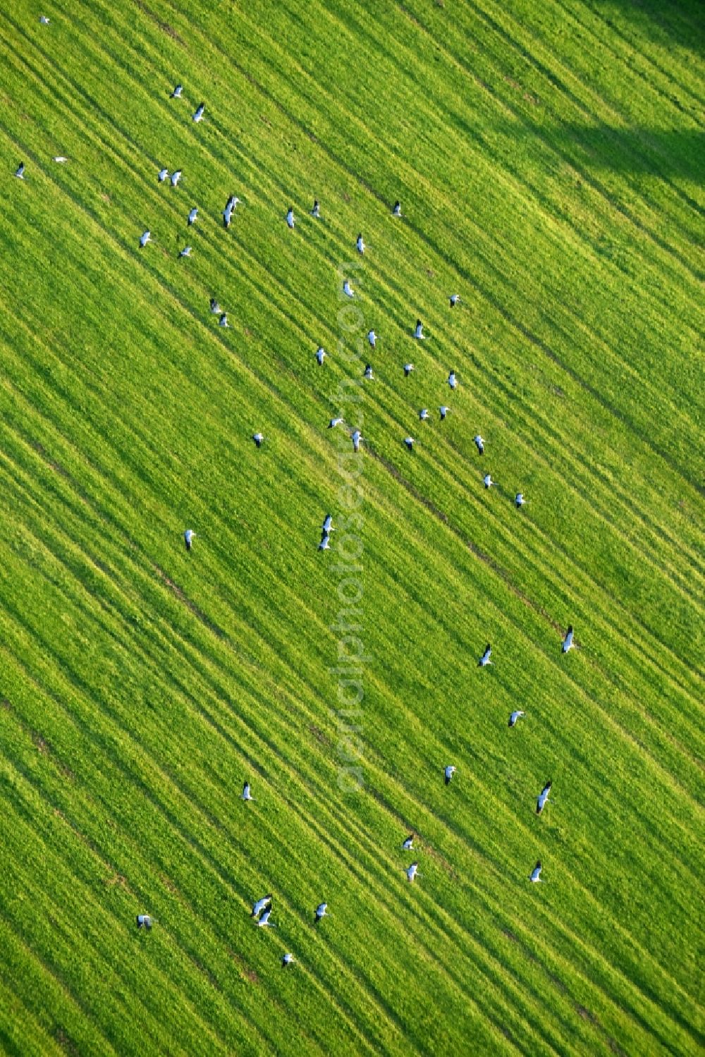 Golzow from above - Structures of a field landscape with gray heron bird swarms in Golzow in the state Brandenburg, Germany