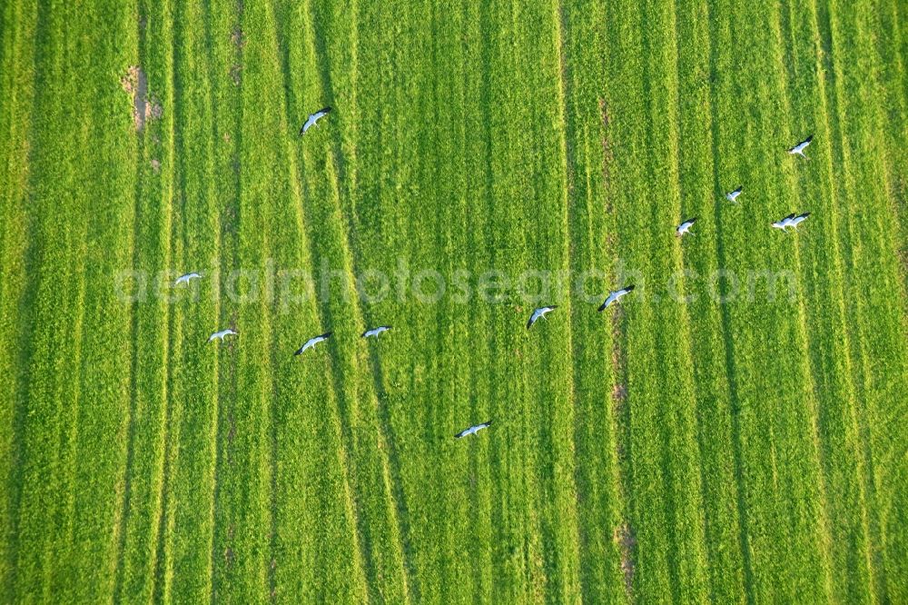 Golzow from the bird's eye view: Structures of a field landscape with gray heron bird swarms in Golzow in the state Brandenburg, Germany