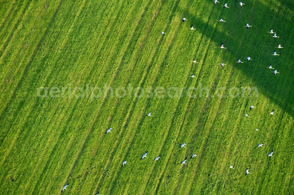 Aerial image Golzow - Structures of a field landscape with gray heron bird swarms in Golzow in the state Brandenburg, Germany