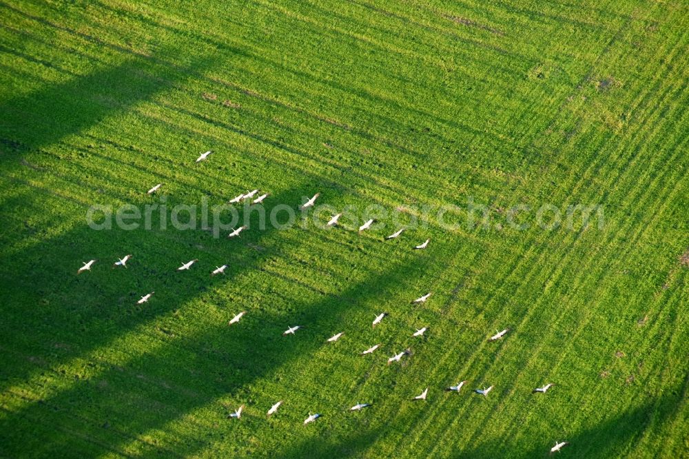 Aerial photograph Golzow - Structures of a field landscape with gray heron bird swarms in Golzow in the state Brandenburg, Germany