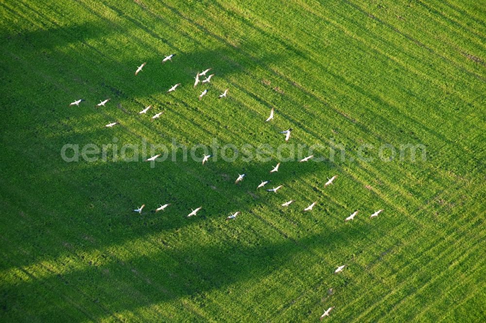 Golzow from above - Structures of a field landscape with gray heron bird swarms in Golzow in the state Brandenburg, Germany