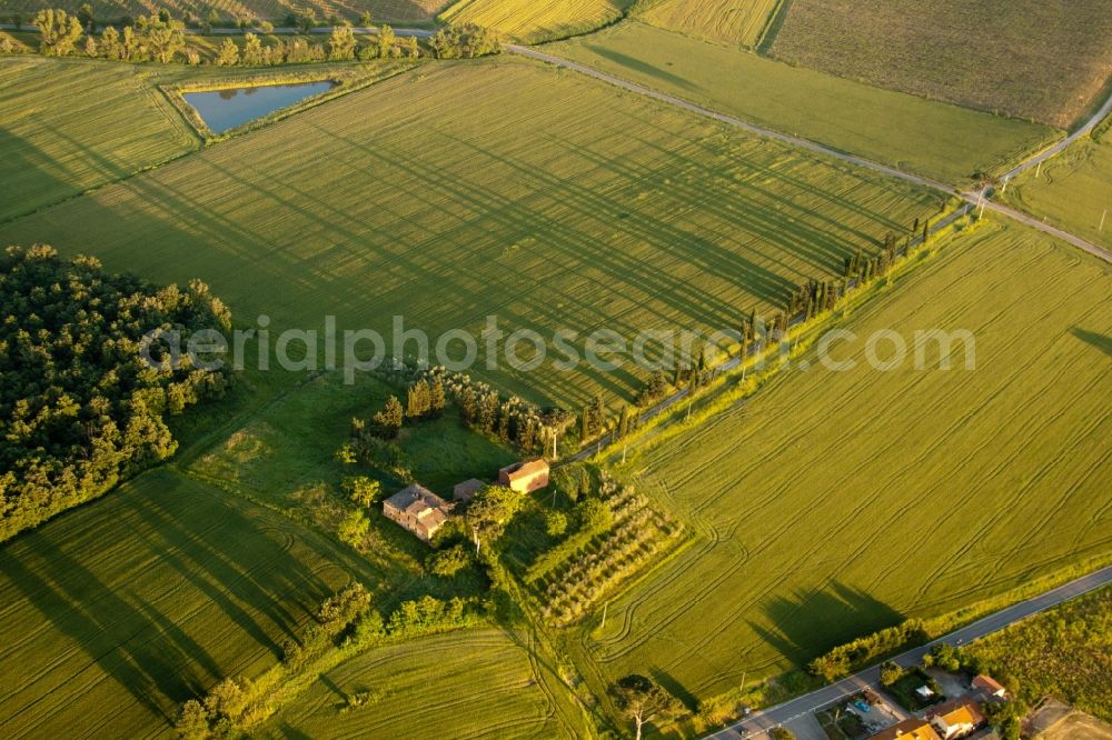 Monte San Savino from above - Structures of a field landscape Az. Agr. San Luciano with long shadows of cypress alley in Monte San Savino in Toscana, Italy