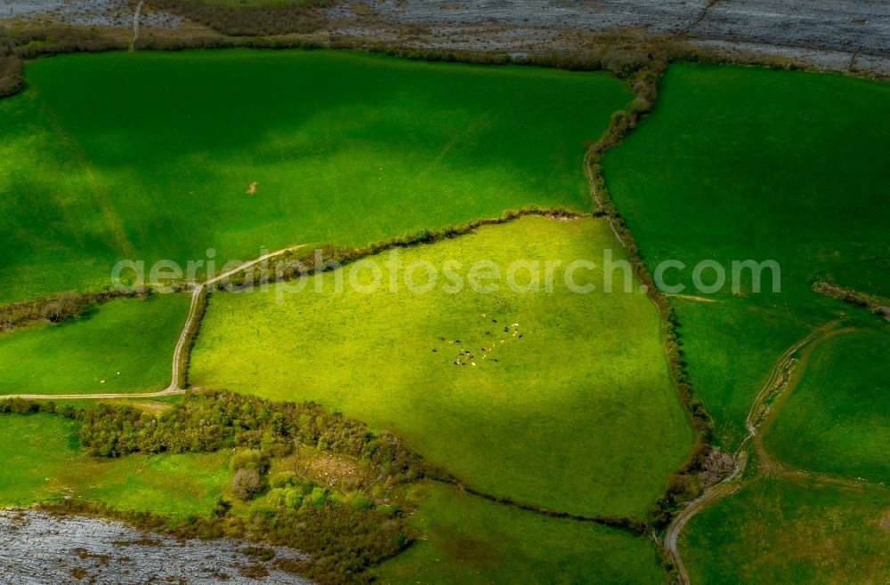 Aerial photograph Mullaghmore Burren County - Structures of a field landscape in Mullaghmore Burren County in Clare, Ireland