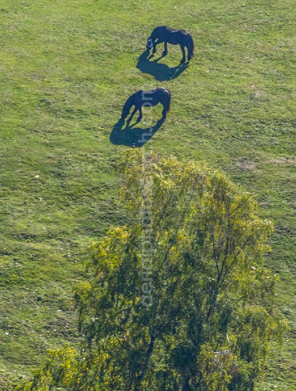 Aerial image Breckerfeld - Structures of a field landscape Pferdekoppel in Breckerfeld in the state North Rhine-Westphalia, Germany