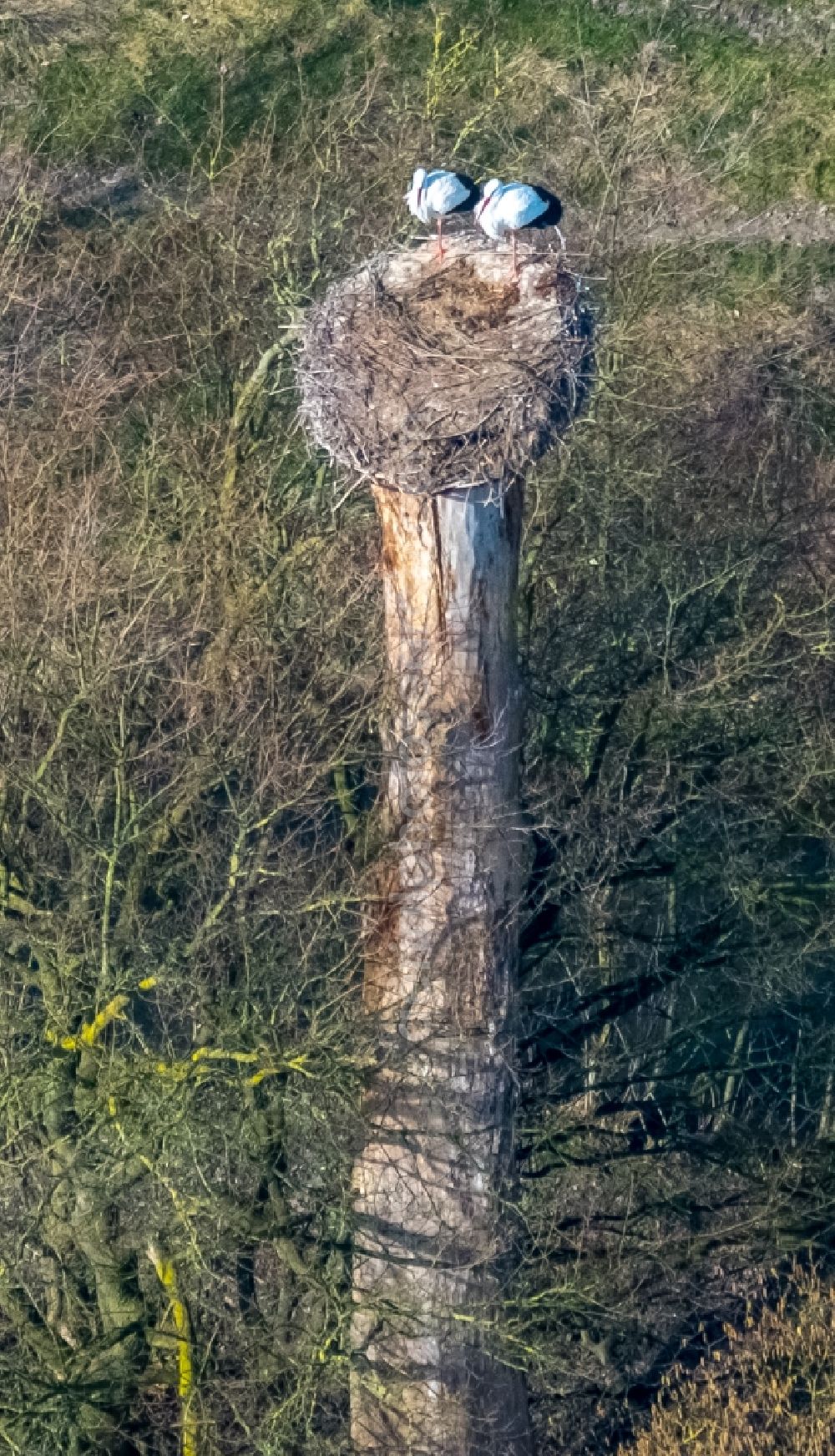 Hamm from above - Structures of a field landscape with stork nest in the Lippeauen in the district Hamm-Heessen in Hamm in the state North Rhine-Westphalia