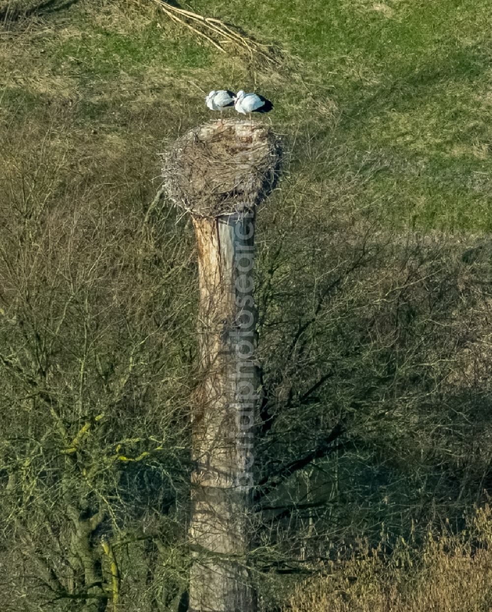 Hamm from the bird's eye view: Structures of a field landscape with stork nest in the Lippeauen in the district Hamm-Heessen in Hamm in the state North Rhine-Westphalia