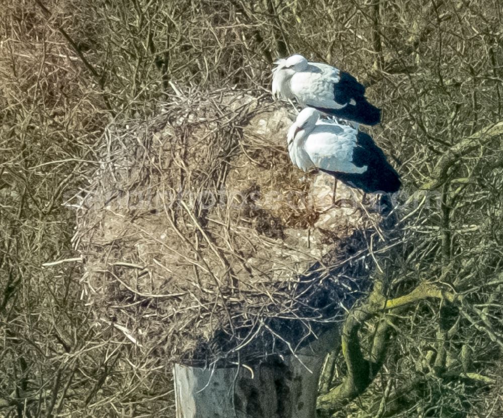 Aerial image Hamm - Structures of a field landscape with stork nest in the Lippeauen in the district Hamm-Heessen in Hamm in the state North Rhine-Westphalia