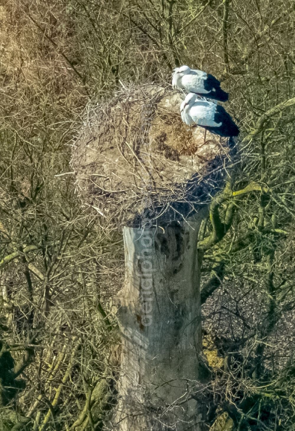 Aerial photograph Hamm - Structures of a field landscape with stork nest in the Lippeauen in the district Hamm-Heessen in Hamm in the state North Rhine-Westphalia