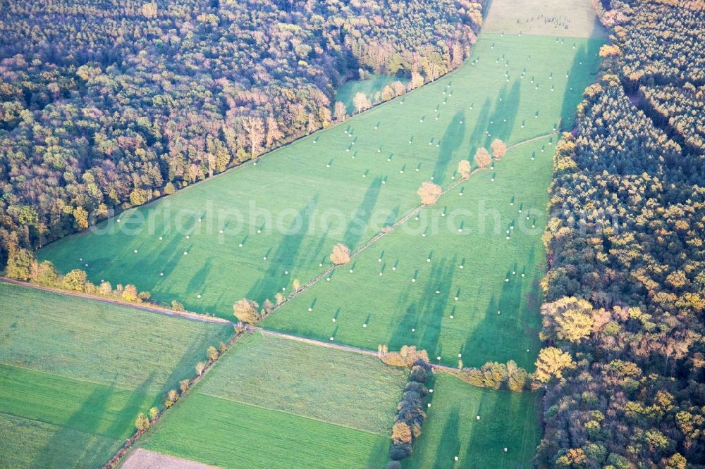 Kandel from the bird's eye view: Structures of a meadow landscape of the creek Otterbach between the forest Bienwald in Kandel in the state Rhineland-Palatinate