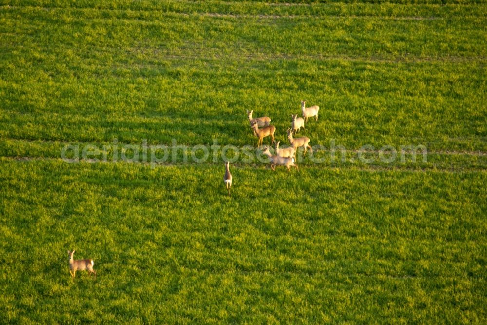 Niederer Fläming from above - Grass area-structures meadow pasture with deer - herd in Niederer Flaeming in the state Brandenburg