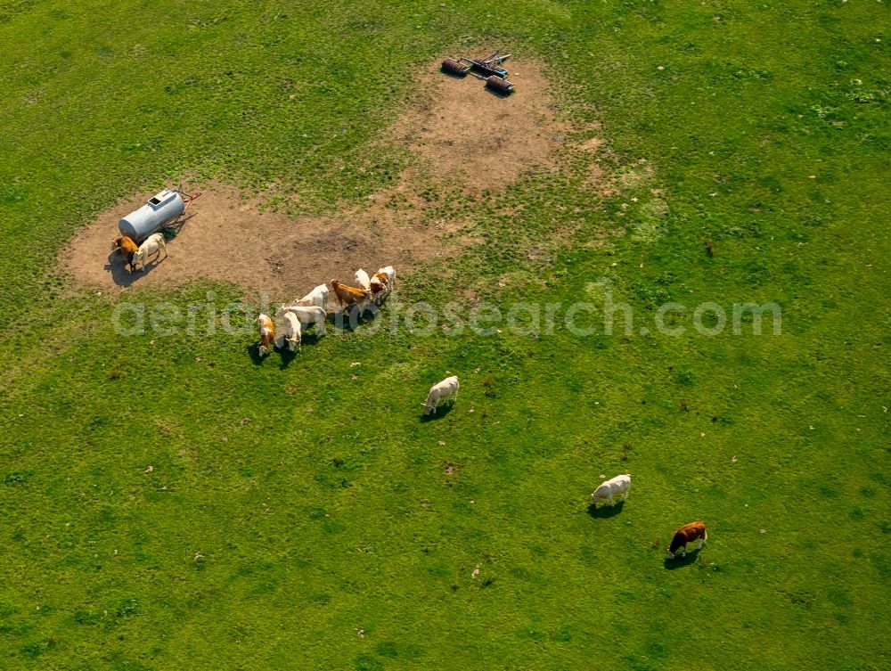 Bestwig from the bird's eye view: Grass area-structures meadow pasture with cow - herd in Bestwig in the state North Rhine-Westphalia