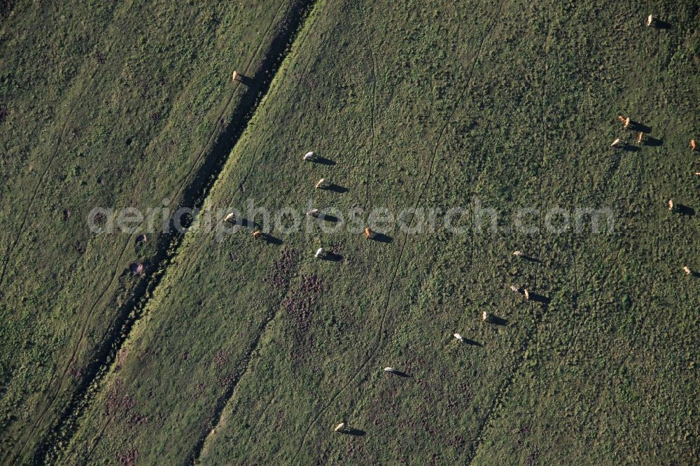 Deutschboden from the bird's eye view: Grass area-structures meadow pasture with cow - herd in Deutschboden in the state Brandenburg