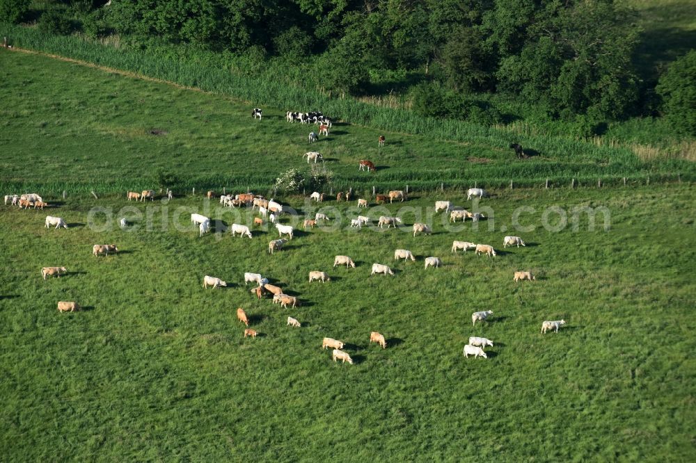 Aerial photograph Friesack - Grass area-structures meadow pasture with bark - herd in Friesack in the state Brandenburg