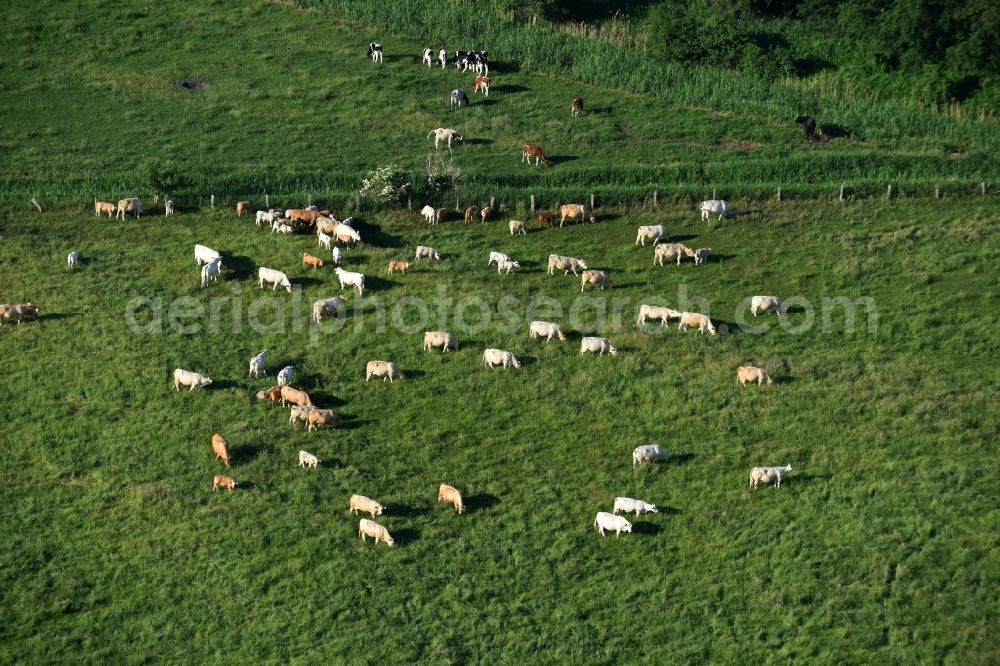 Friesack from above - Grass area-structures meadow pasture with bark - herd in Friesack in the state Brandenburg