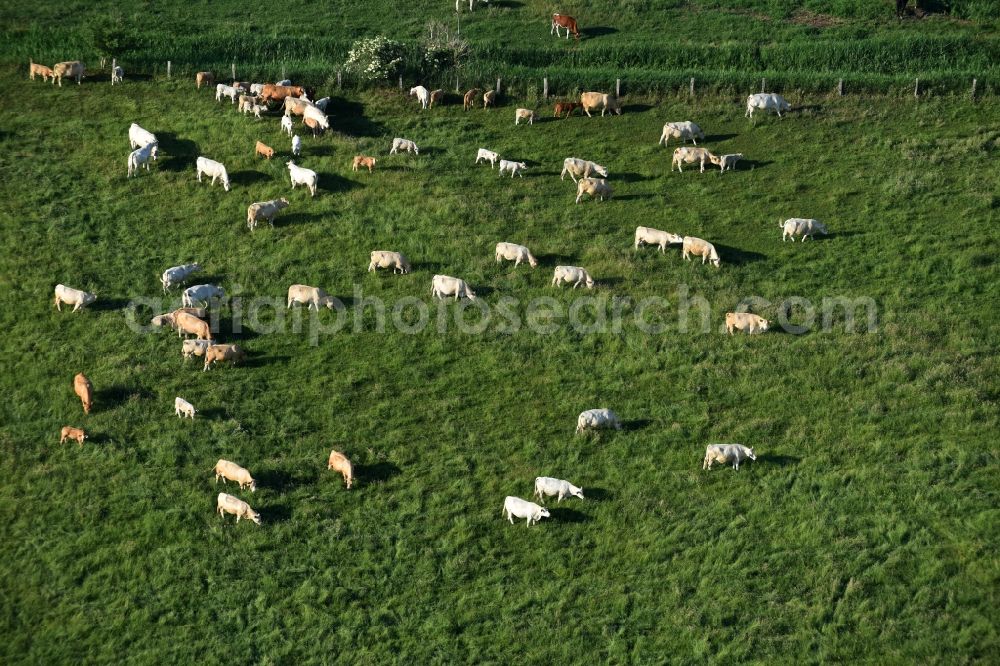 Friesack from the bird's eye view: Grass area-structures meadow pasture with bark - herd in Friesack in the state Brandenburg