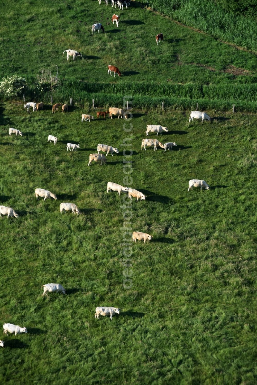 Aerial image Friesack - Grass area-structures meadow pasture with bark - herd in Friesack in the state Brandenburg