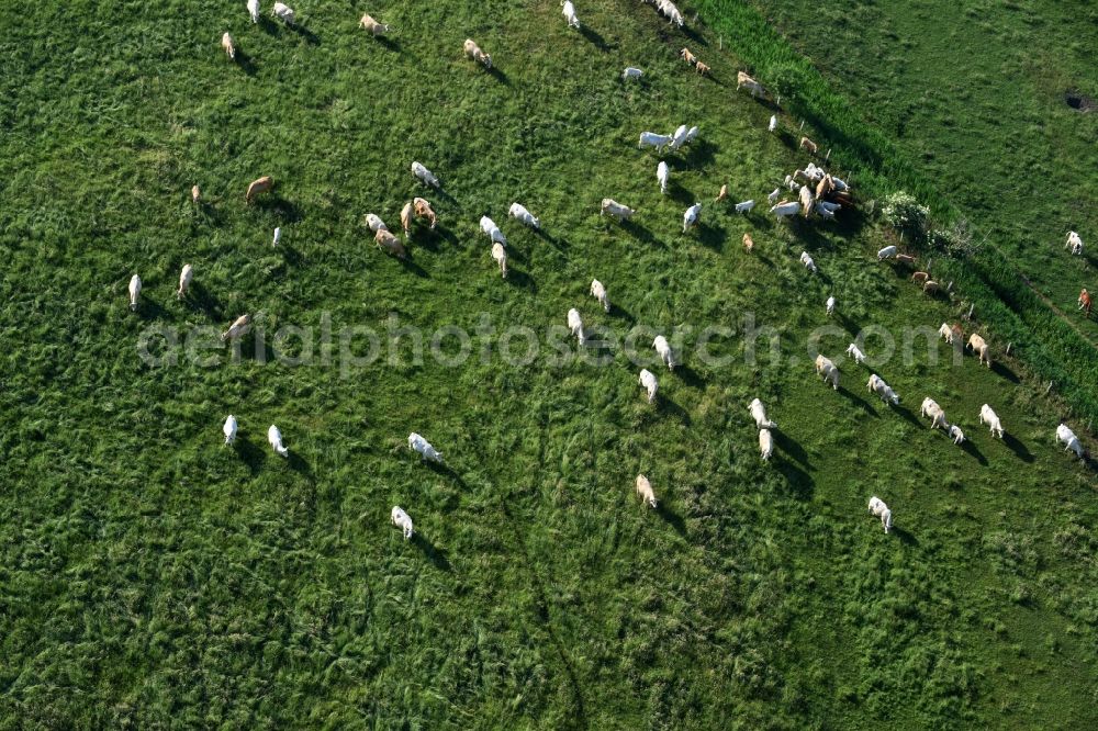 Aerial photograph Friesack - Grass area-structures meadow pasture with bark - herd in Friesack in the state Brandenburg