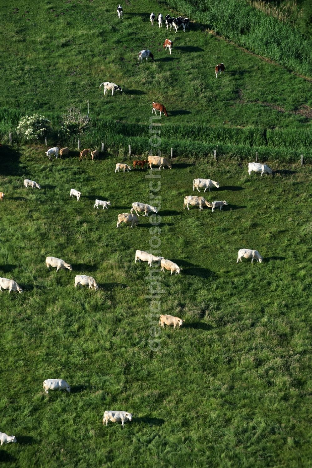 Friesack from the bird's eye view: Grass area-structures meadow pasture with bark - herd in Friesack in the state Brandenburg