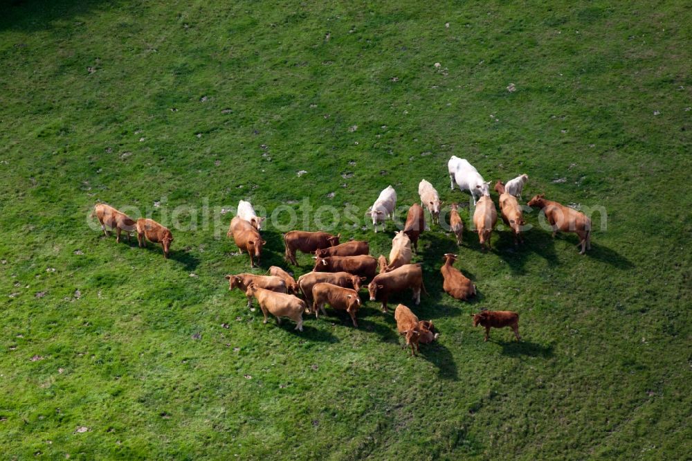 Littlehempston from above - Grass area-structures meadow pasture with cattle - herd in Littlehempston in England, United Kingdom