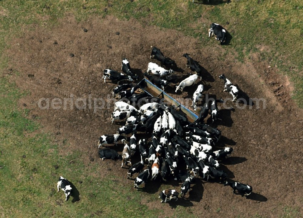 Aerial image Mohlsdorf-Teichwolframsdorf - Grass area-structures meadow pasture with cow - herd in Mohlsdorf-Teichwolframsdorf in the state Thuringia