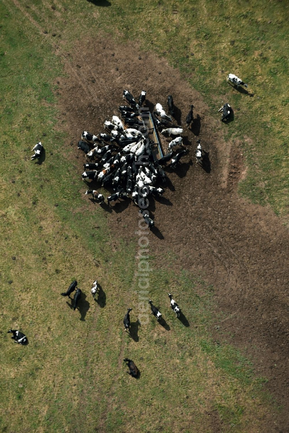 Mohlsdorf-Teichwolframsdorf from the bird's eye view: Grass area-structures meadow pasture with cow - herd in Mohlsdorf-Teichwolframsdorf in the state Thuringia