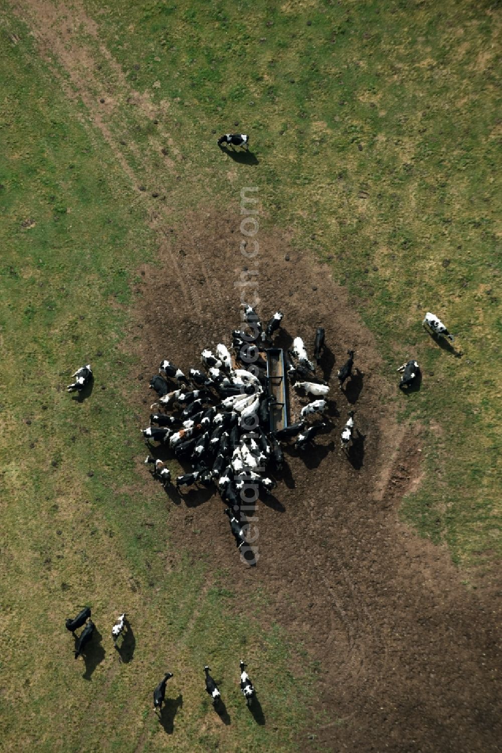 Aerial image Mohlsdorf-Teichwolframsdorf - Grass area-structures meadow pasture with cow - herd in Mohlsdorf-Teichwolframsdorf in the state Thuringia