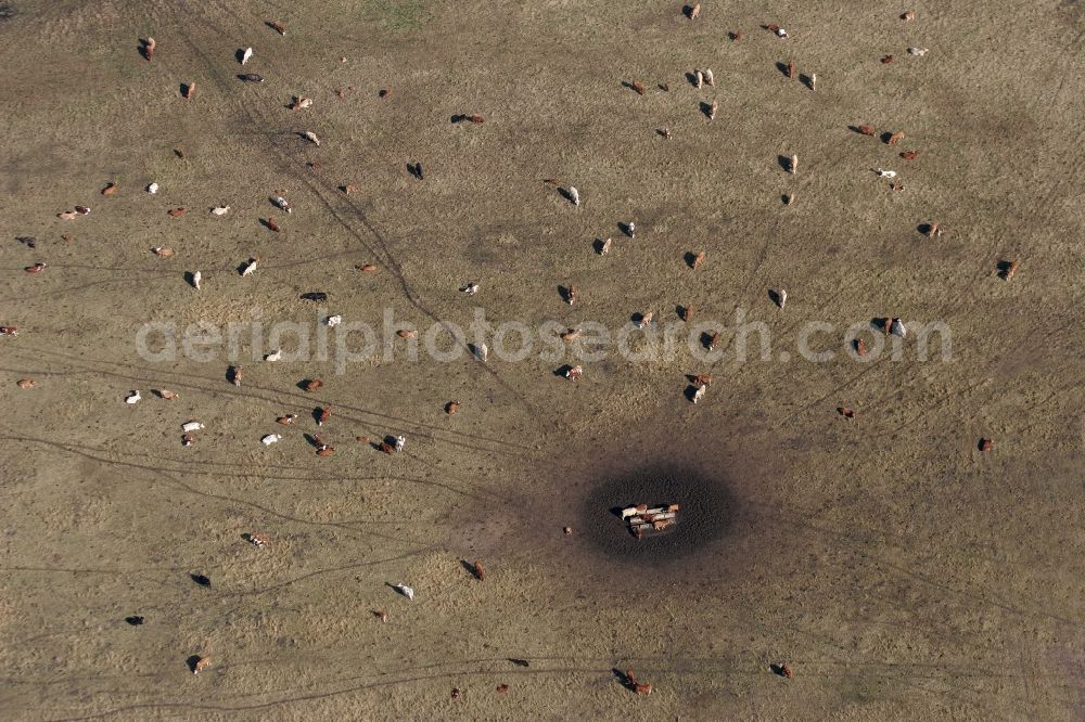 Aerial photograph Oranienburg - Grass area-structures meadow pasture with cow - herd in Oranienburg in the state Brandenburg