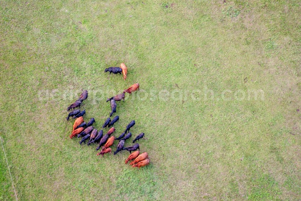 Minfeld from the bird's eye view: Grass area-structures meadow pasture with cattle - herd bei Minfeld in the state Rhineland-Palatinate, Germany