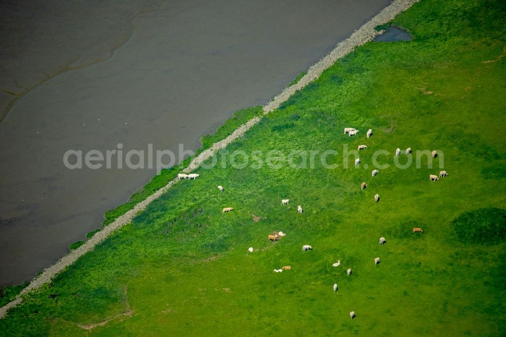 Aerial image Wedel - Grass area-structures meadow pasture with cow - herd in Wedel in the state Schleswig-Holstein