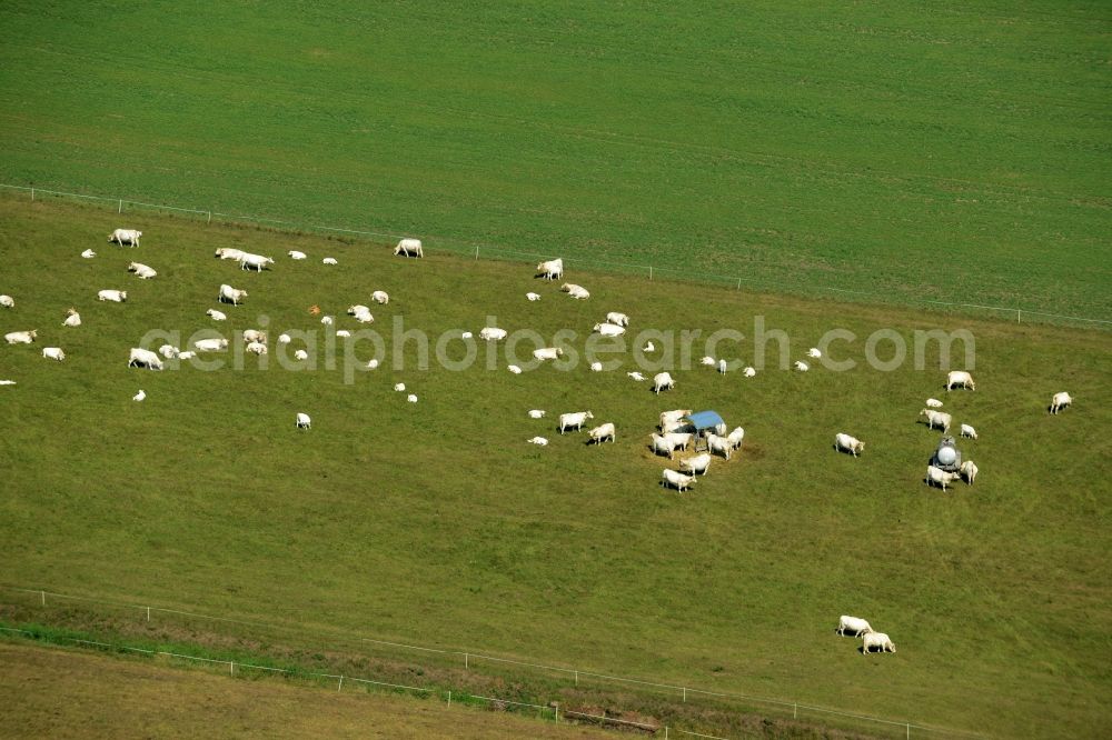 Weißig from above - Grass area-structures meadow pasture with bark - herd in Weissig in the state Saxony