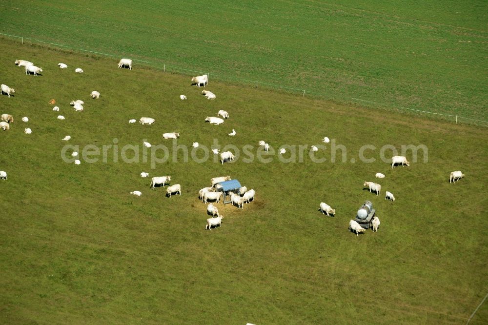 Weißig from the bird's eye view: Grass area-structures meadow pasture with bark - herd in Weissig in the state Saxony