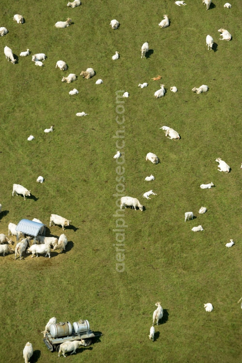 Aerial image Weißig - Grass area-structures meadow pasture with bark - herd in Weissig in the state Saxony