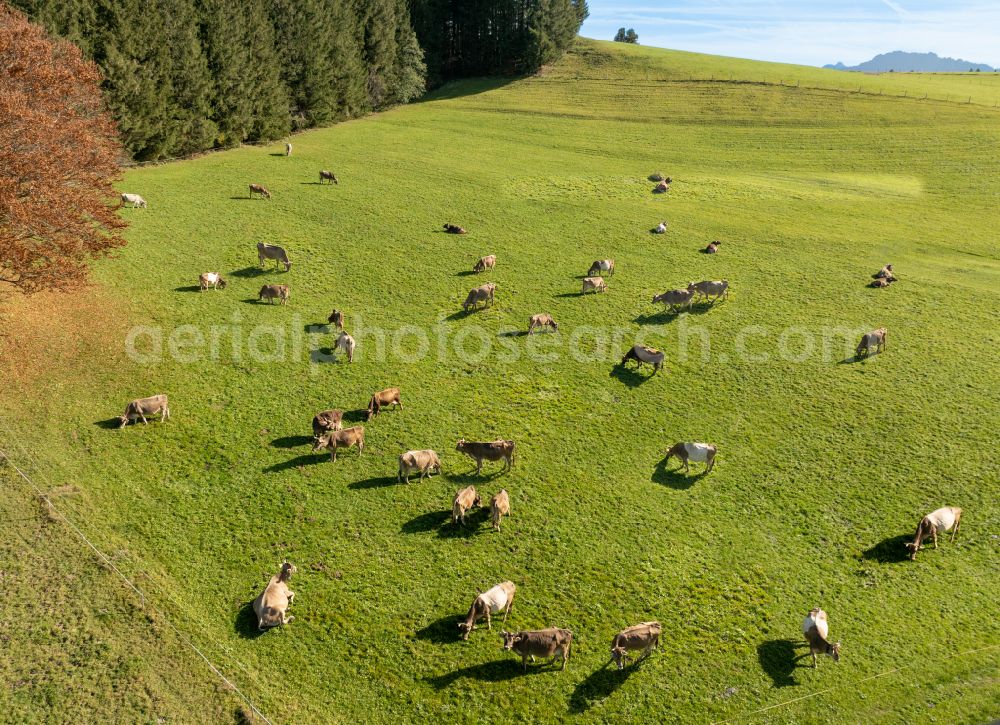 Aerial image Wertach - Grass area-structures meadow pasture with cow - herd in Wertach Allgaeu in the state Bavaria, Germany