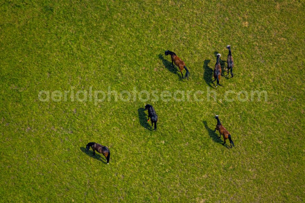 Dortmund from the bird's eye view: Grassland structures of a meadow pasture with horse herd in the district Somborn in Dortmund at Ruhrgebiet in the state North Rhine-Westphalia, Germany