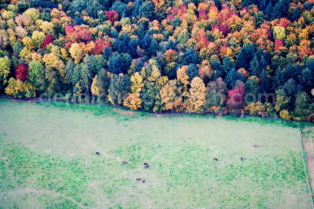 Dielheim from above - Grass area-structures meadow pasture with horse- herd at the edge of forest in indian summer colours in Dielheim in the state Baden-Wuerttemberg