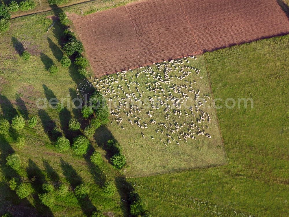 Ansbach from the bird's eye view: Grass area-structures meadow pasture with sheep - herd in the district Hennenbach in Ansbach in the state Bavaria, Germany