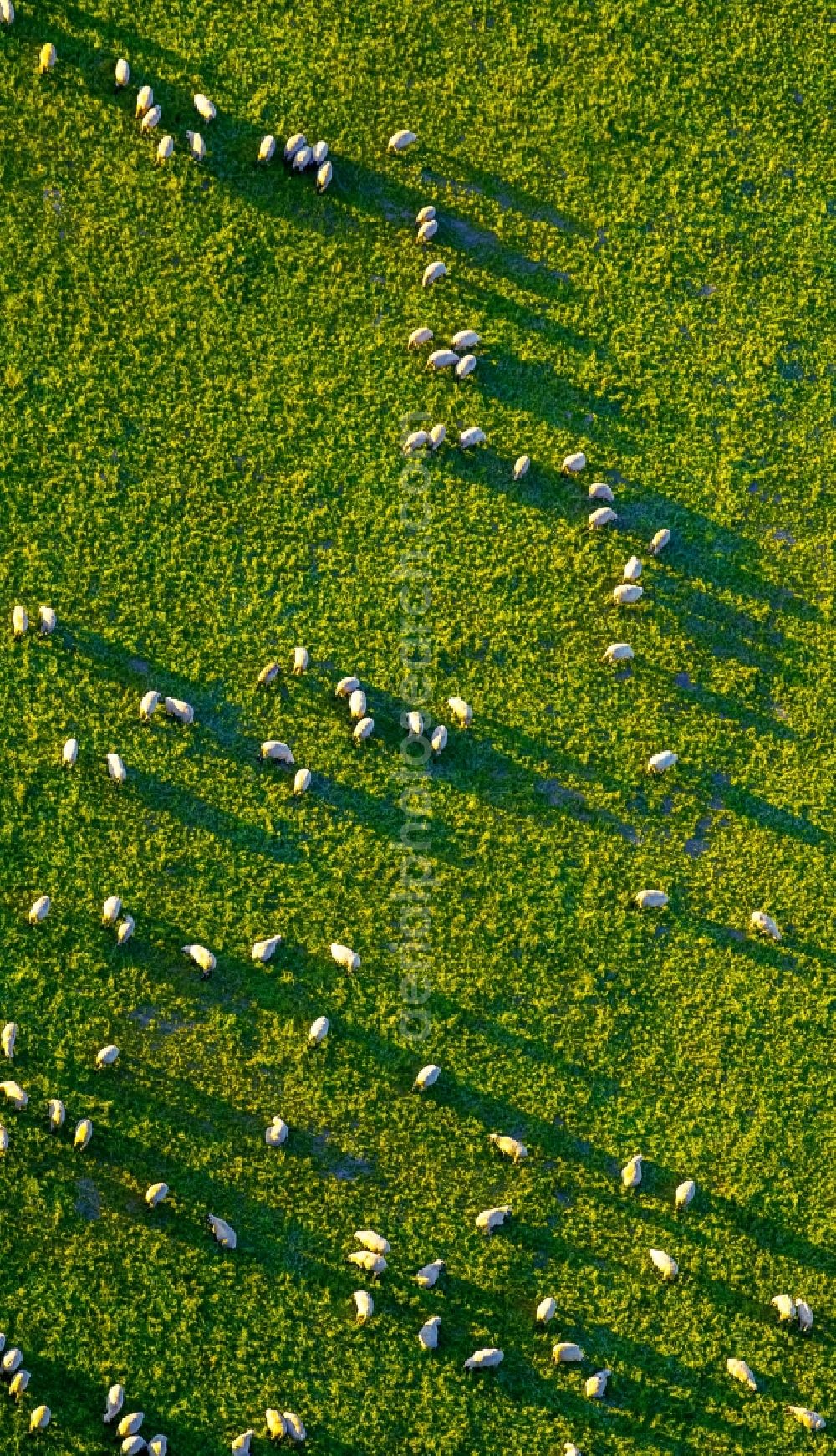 Aerial photograph Arnsberg - Grass area-structures meadow pasture with Sheep - herd in Arnsberg in the state North Rhine-Westphalia