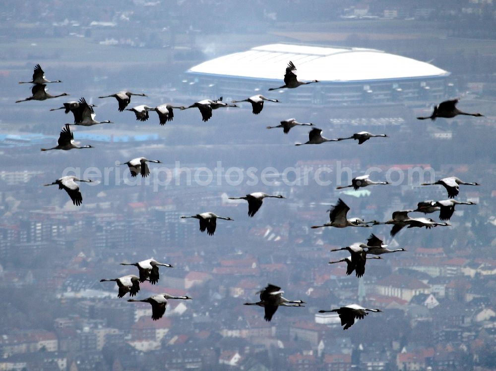 Gelsenkirchen from above - A swarm of flying grey herons in front of the VELTINS-Arena - stadium Schalke in Gelsenkirchen in the state North Rhine-Westphalia