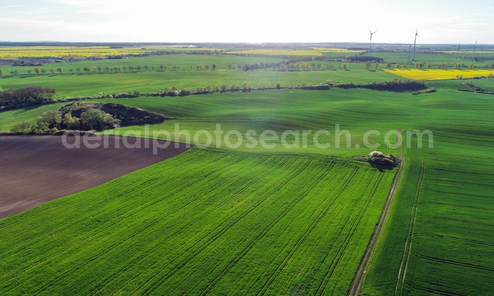 Carzig from above - Young green-colored grain field structures and rows in a field in Carzig in the state Brandenburg, Germany