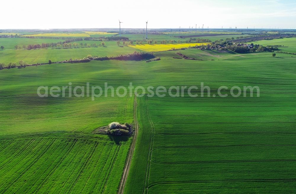 Carzig from the bird's eye view: Young green-colored grain field structures and rows in a field in Carzig in the state Brandenburg, Germany