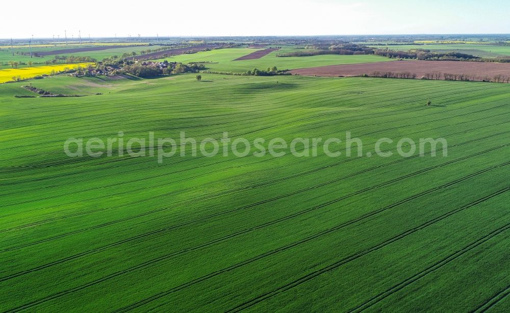 Aerial image Carzig - Young green-colored grain field structures and rows in a field in Carzig in the state Brandenburg, Germany