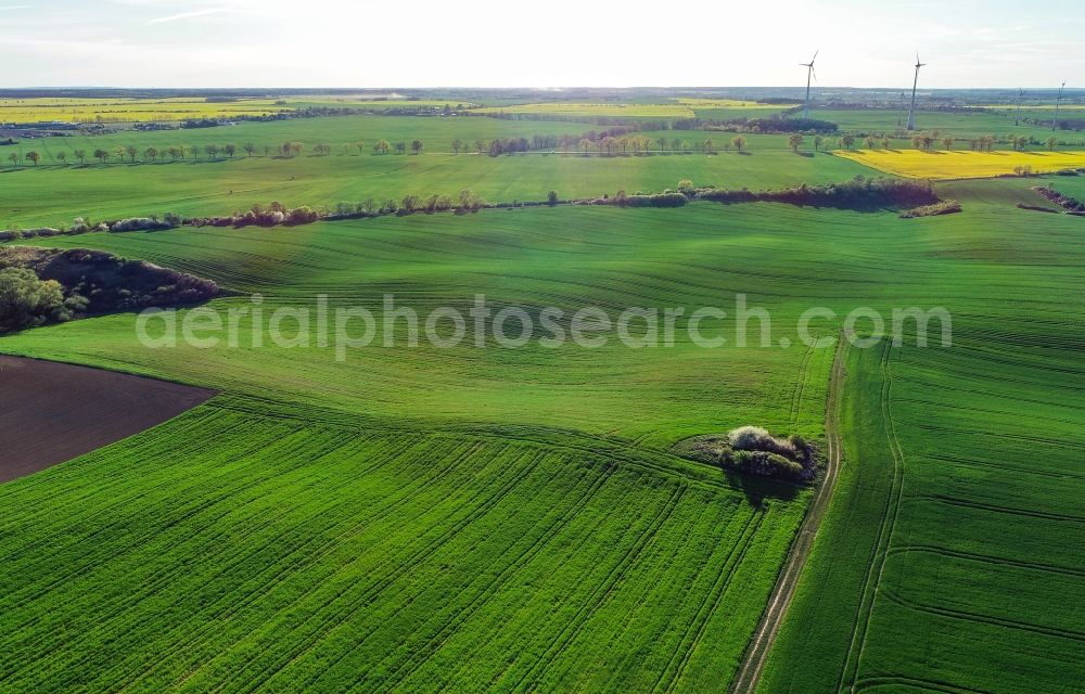 Aerial photograph Carzig - Young green-colored grain field structures and rows in a field in Carzig in the state Brandenburg, Germany